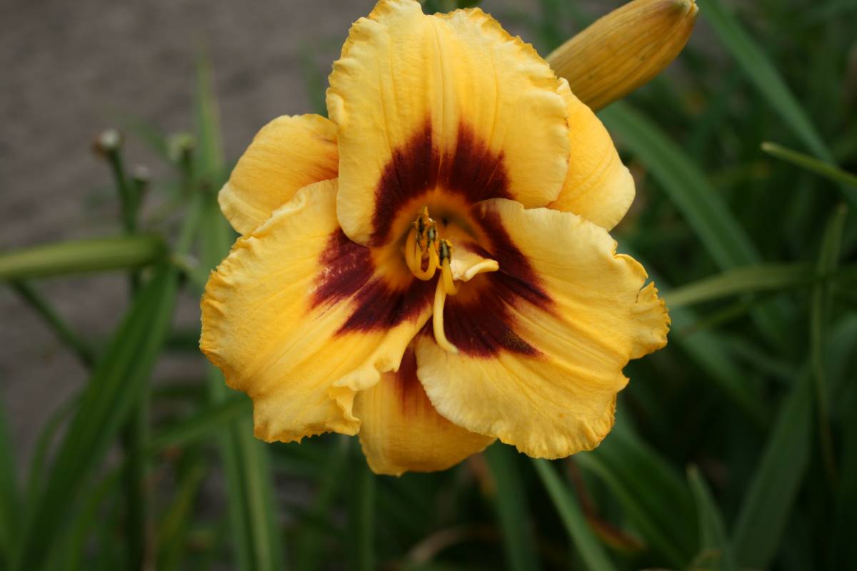 Hemerocallis 'Blackberry Candy'